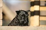 SCOTTISH TERRIER 166